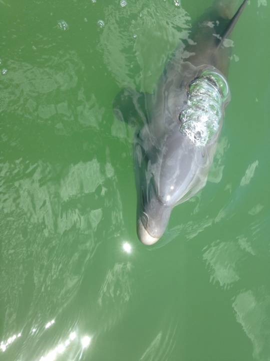 Dolphins Almost Every Morning